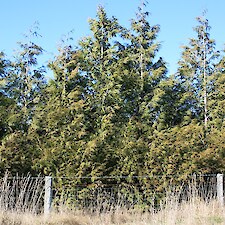 Thuja plicata