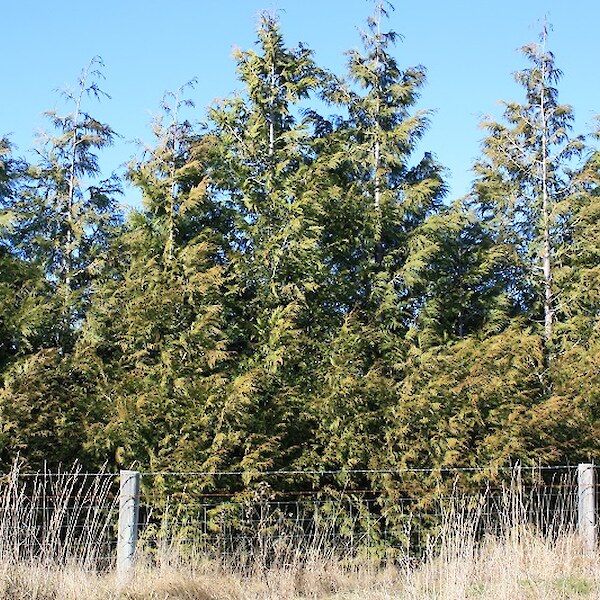 Thuja plicata