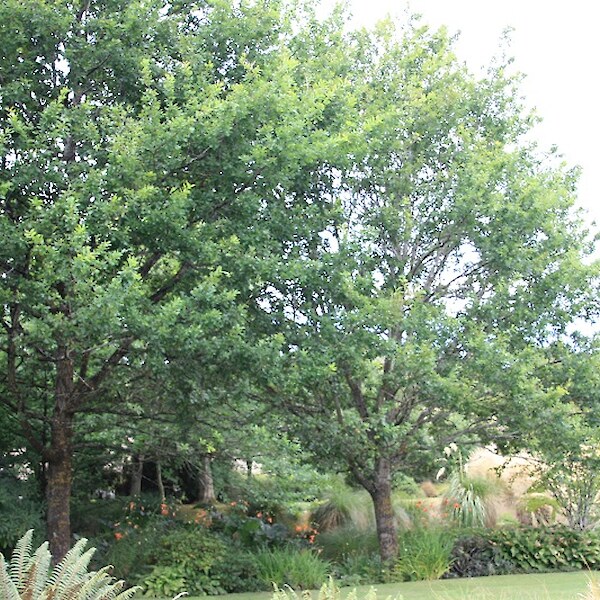 Quercus robur (English Oak) mature tree