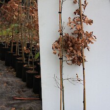 Quercus robur (English Oak)