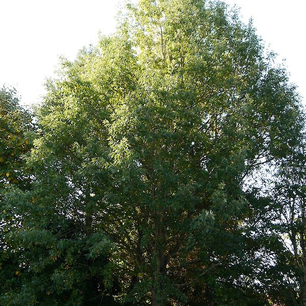 Quercus cerris