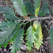 Quercus cerris foliage