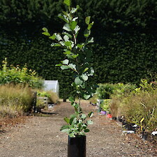 Alnus glutinosa