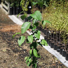 Alnus rubra