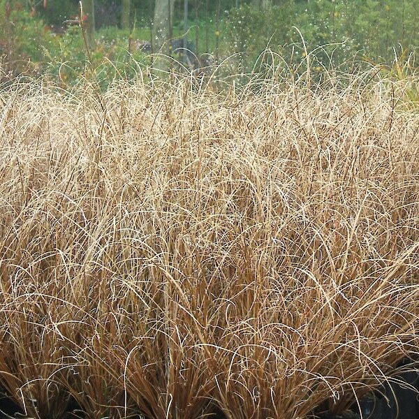 Carex buchananii