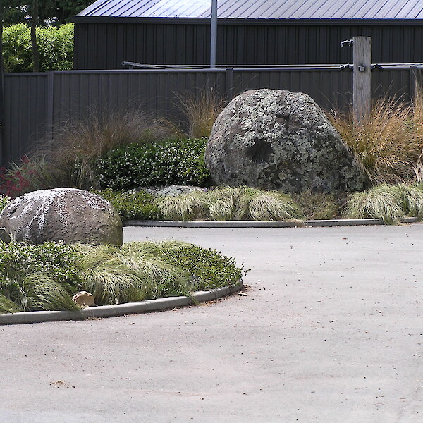 Carex comans ‘Frosted Curls’ floppy light-green grass