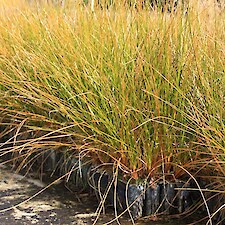 Carex secta V150 grade