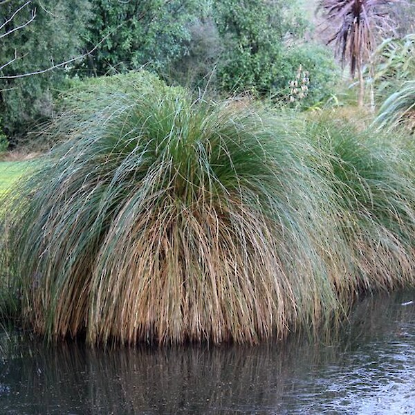 Carex secta