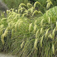 Chionochloa flavicans