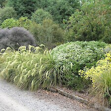 Chionochloa flavicans