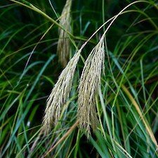 Chionochloa flavicans