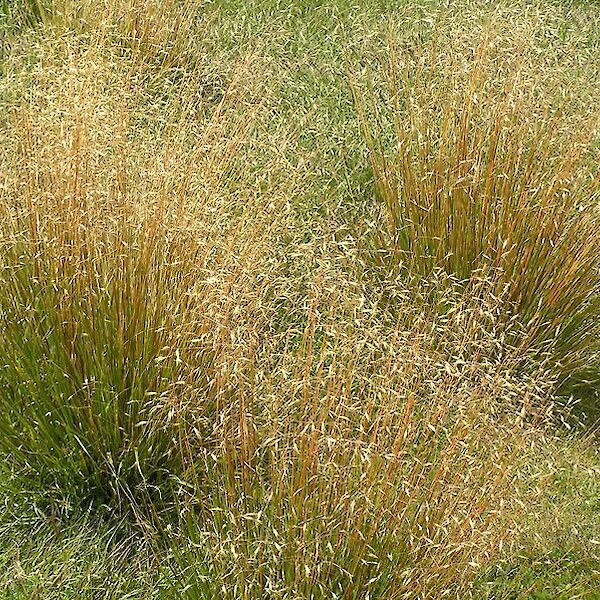 Chionochloa macra