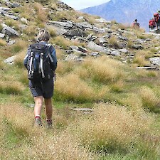 Chionochloa macra on Cecil Peak