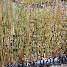 Juncus edgariae