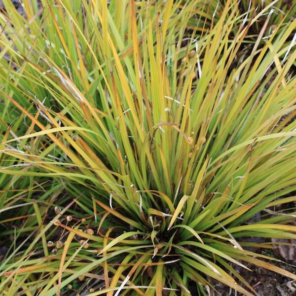 Libertia grandiflora