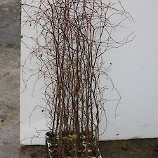 Plagianthus regius (Ribbonwood) V150 grade