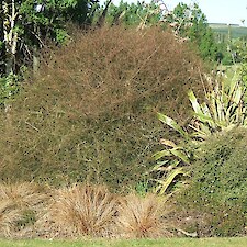 Plagianthus divaricatus (Makaka / Shore Ribbonwood)