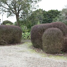 Plagianthus divaricatus