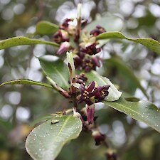 Pittosporum tenuifolium