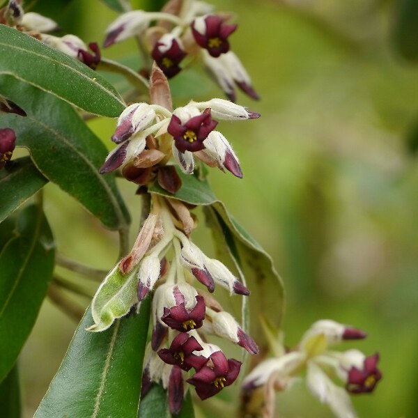 Pittosporum ralphii flower