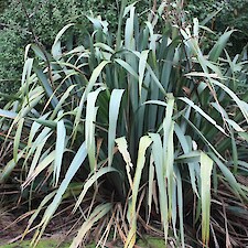 Phormium tenax