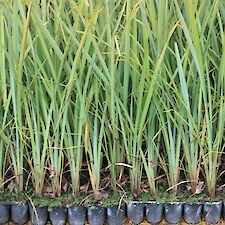 Phormium tenax • Pukerau Nursery