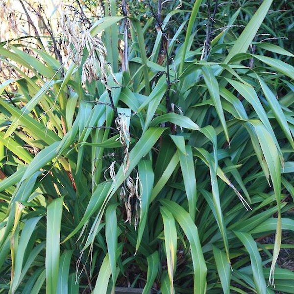 Phormium ‘Emerald Green’