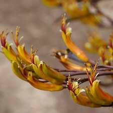 Phormium cookianum (Mountain flax) flower