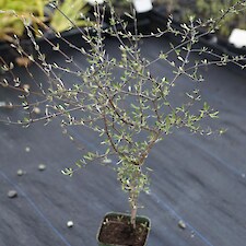 Olearia odorata