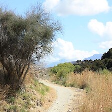 Olearia lineata