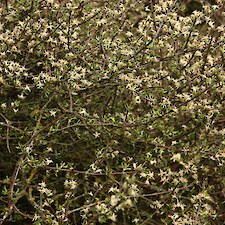 Olearia bullata flowers