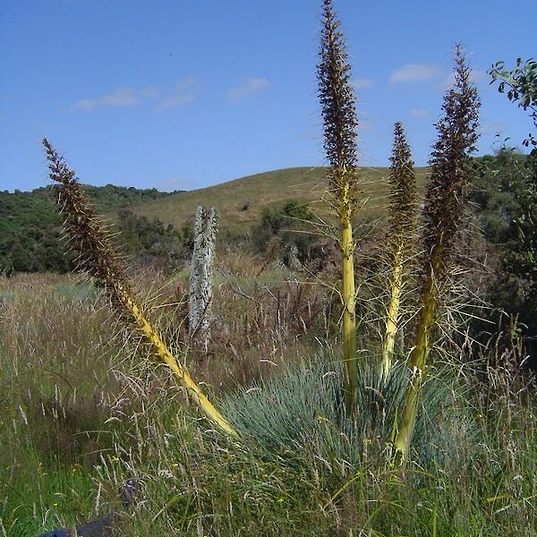 Aciphylla glaucescens