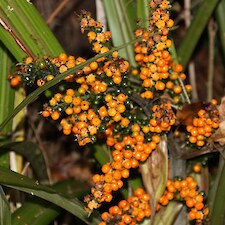 astelia fragrans fruit