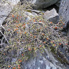 Coprosma dumosa foliage