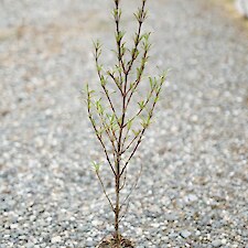 Coprosma propinqua x robusta ‘Brown’