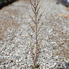 Coprosma rugosa