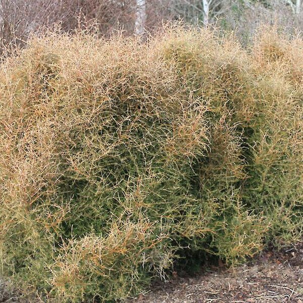 Coprosma rugosa Clearwater Gold