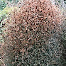 Coprosma virescens