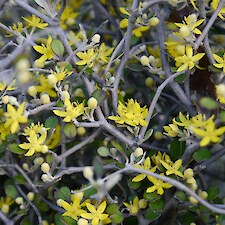 Corokia cotoneaster flowers