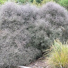 Corokia cotoneaster