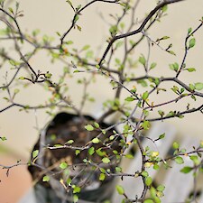 Corokia cotoneaster