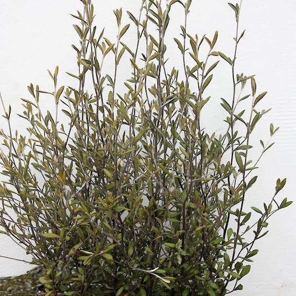 Corokia Red Wonder