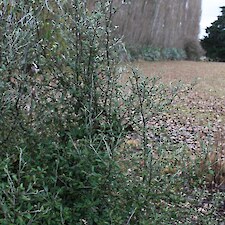 Corokia Red Wonder