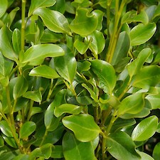 Broadleaf foliage