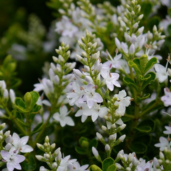 Hebe odora flower