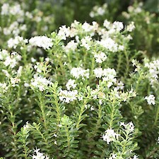 Hebe odora flower