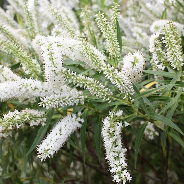 Hebe salicifolia ‘Snowcap’ flowers