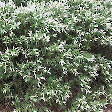 Hebe salicifolia ‘Snowcap’ mature plant