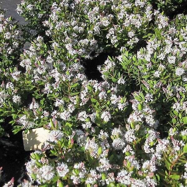 Hebe ‘Wiri Mist’ in flower