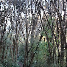 Leptospermum scoparium - mature trees